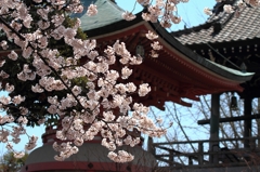 東京大仏の桜