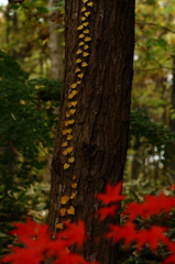 錦秋の平林寺６