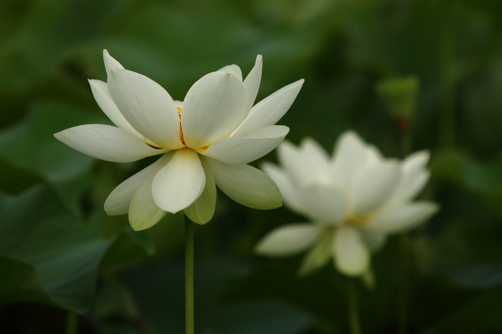 初夏の妖精