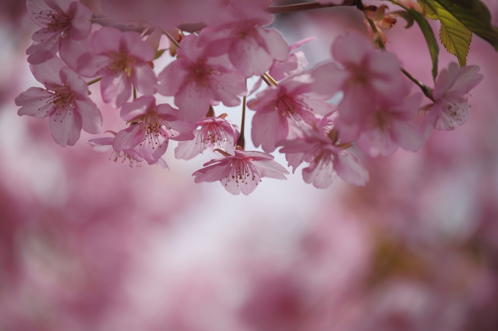河津桜