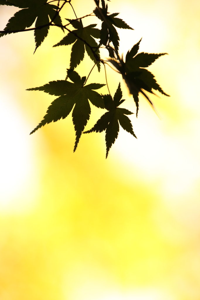 錦秋10 ギャラリー