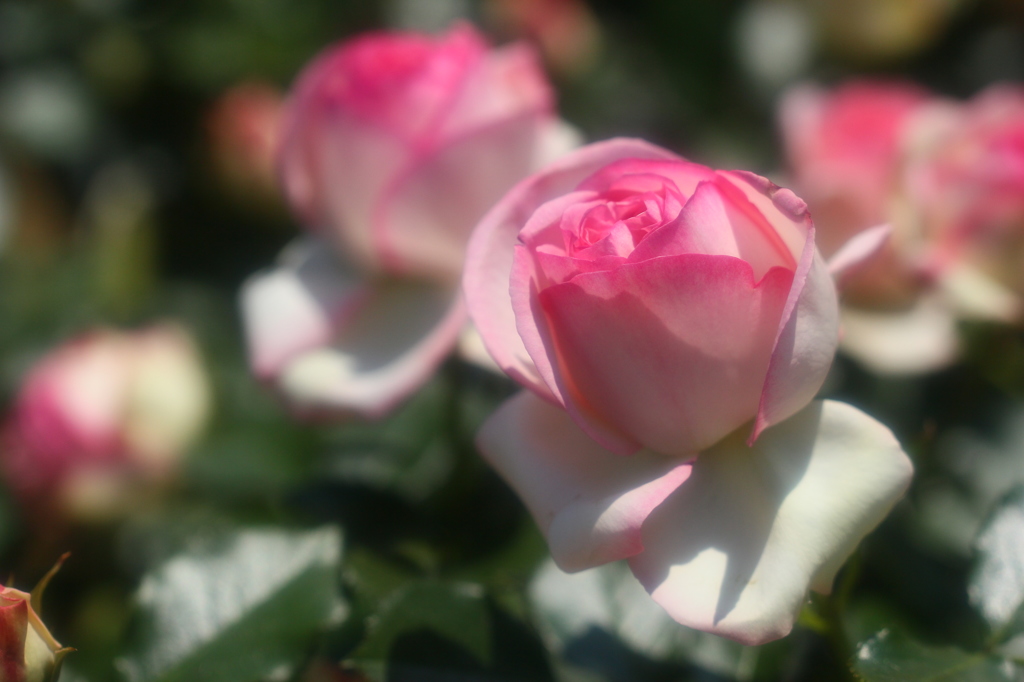 薔薇の園10　ギャラリー用