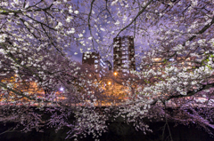 神田川の桜④　庫出し^^