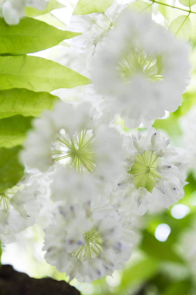 あしかがフラワーパーク⑥　藤の花三種盛り　う～首が(>_<)2