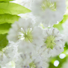あしかがフラワーパーク⑥　藤の花三種盛り　う～首が(>_<)2