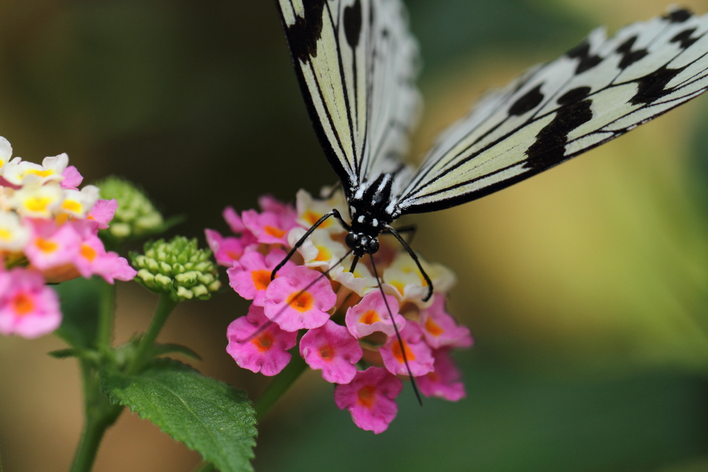 butterfly paradise 37　ギャラリー用