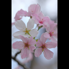 桜三昧39　紅白のハイブリッドSAKURA(^^♪
