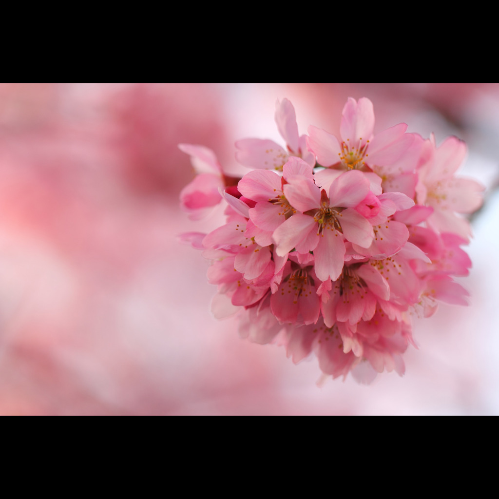 桜三昧16　埼玉県川口市の法務局の桜