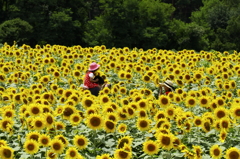 太陽の花 ひまわり　ギャラリー完成(^^♪