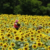 太陽の花 ひまわり　ギャラリー完成(^^♪