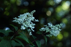 アジサイに似ていますが？何の花でしょう？