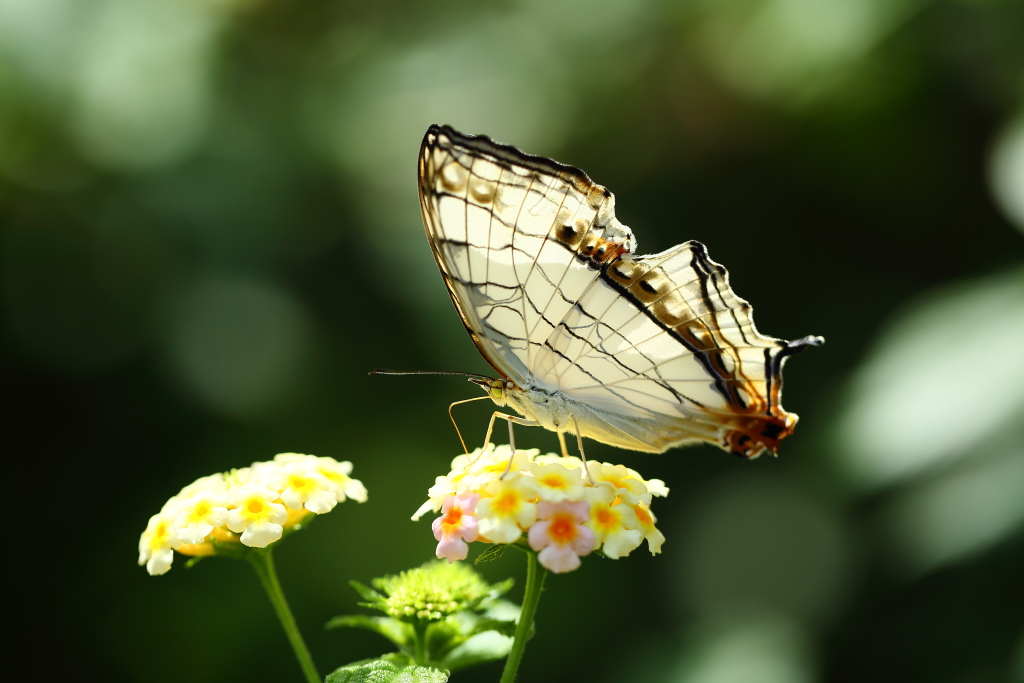 butterfly paradise 2　ギャラリー