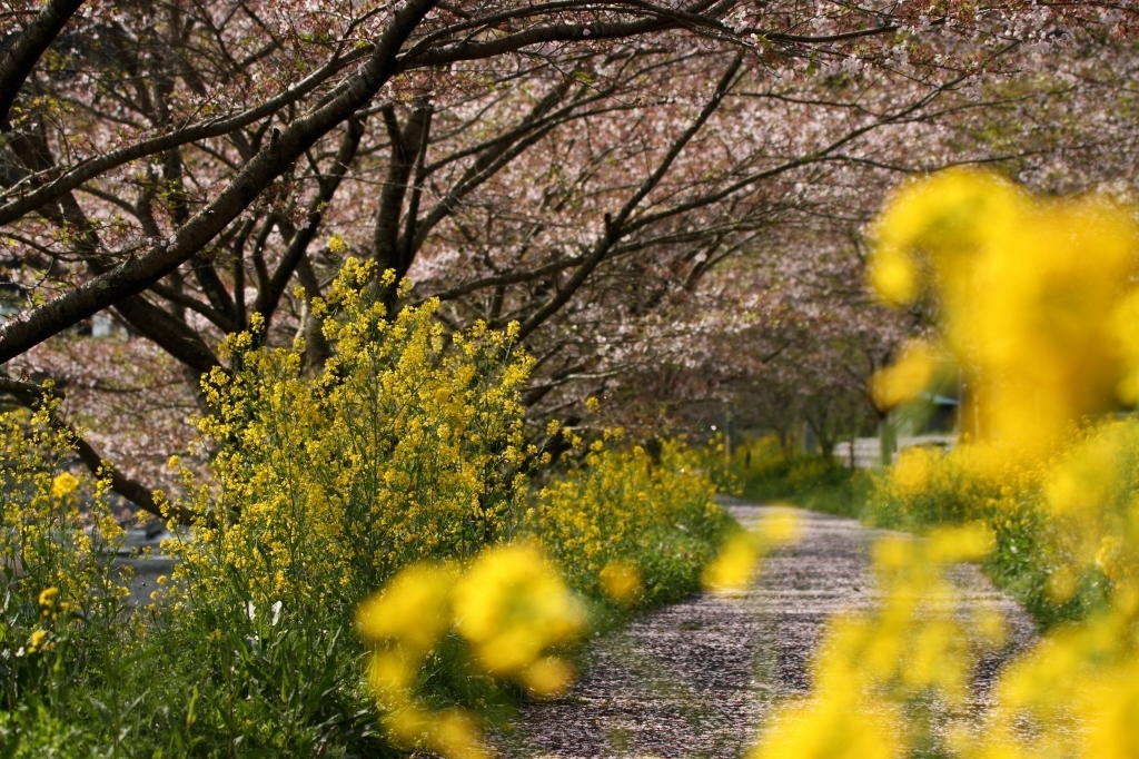 内房の桜並木