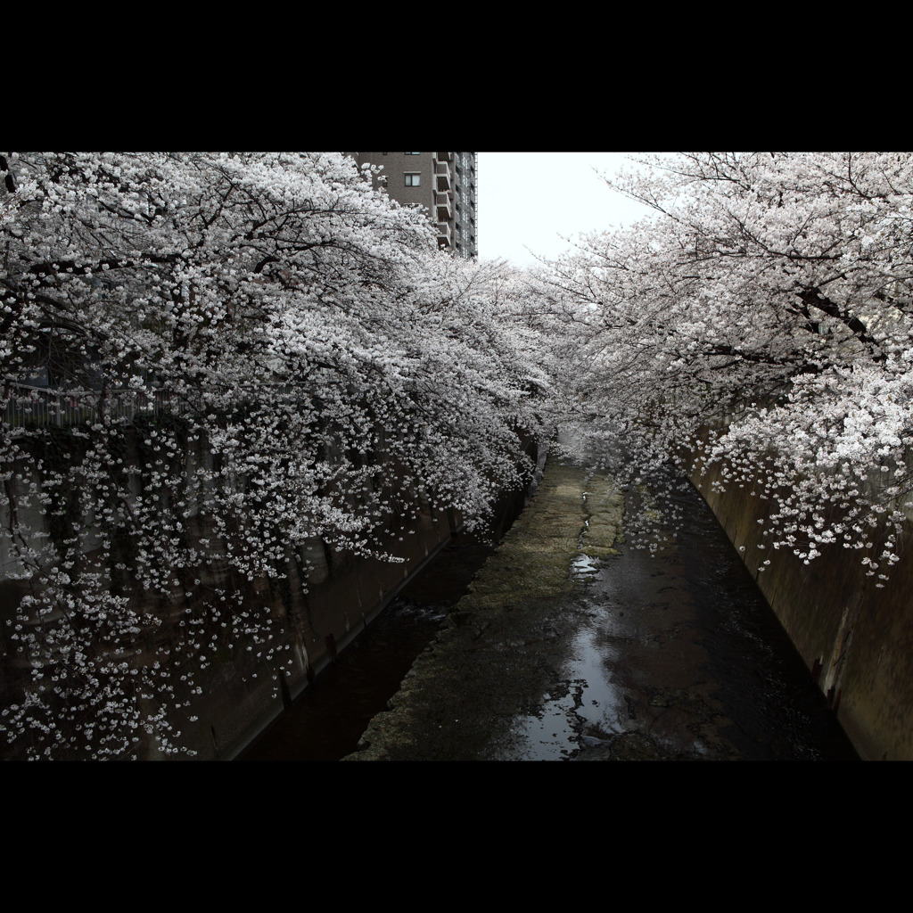 桜三昧34　神田川桜12