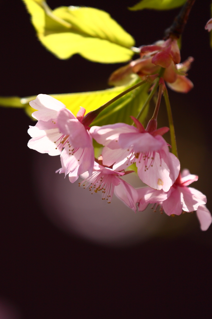 桜三昧9　伊豆河津川沿いの桜5