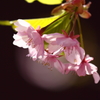 桜三昧9　伊豆河津川沿いの桜5