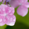 雨の季節に戻ってきます⑮