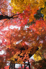 錦秋の平林寺①