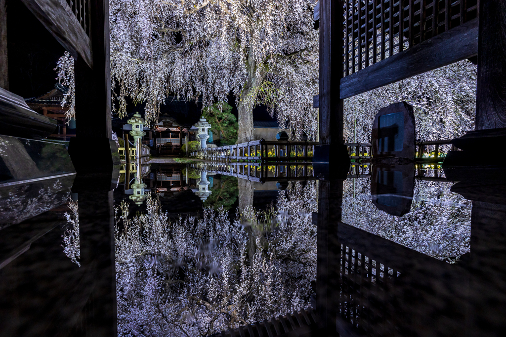 安国寺の枝垂れ桜5