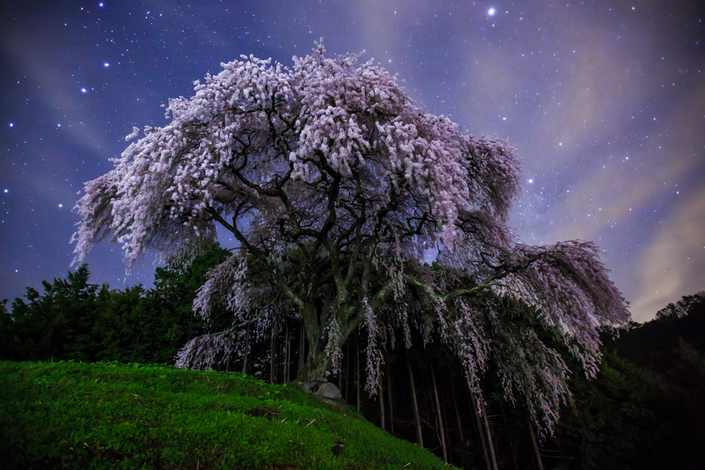 乙ヶ妻の枝垂れ桜
