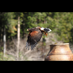 富士花鳥園のバードショー　タカの一種ハリスホーク