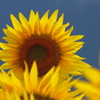 太陽の花 ひまわり　ギャラリー用 北杜市サンフラワーフェス編