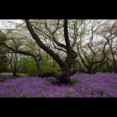 ムラサキバナと桜の木