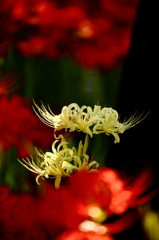 曼珠沙華1　紅白