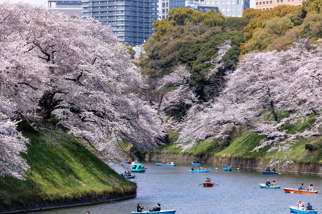 千鳥ヶ淵の桜