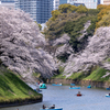 千鳥ヶ淵の桜