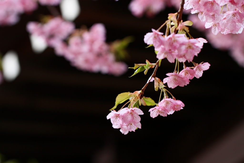 河津桜