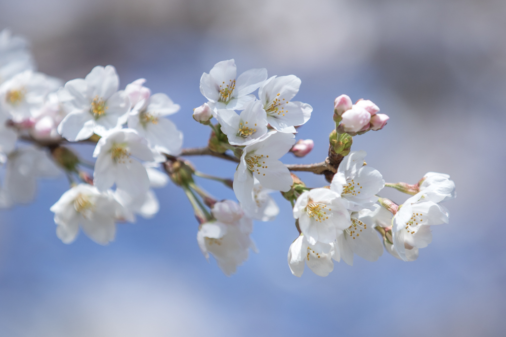 桜三昧⑮