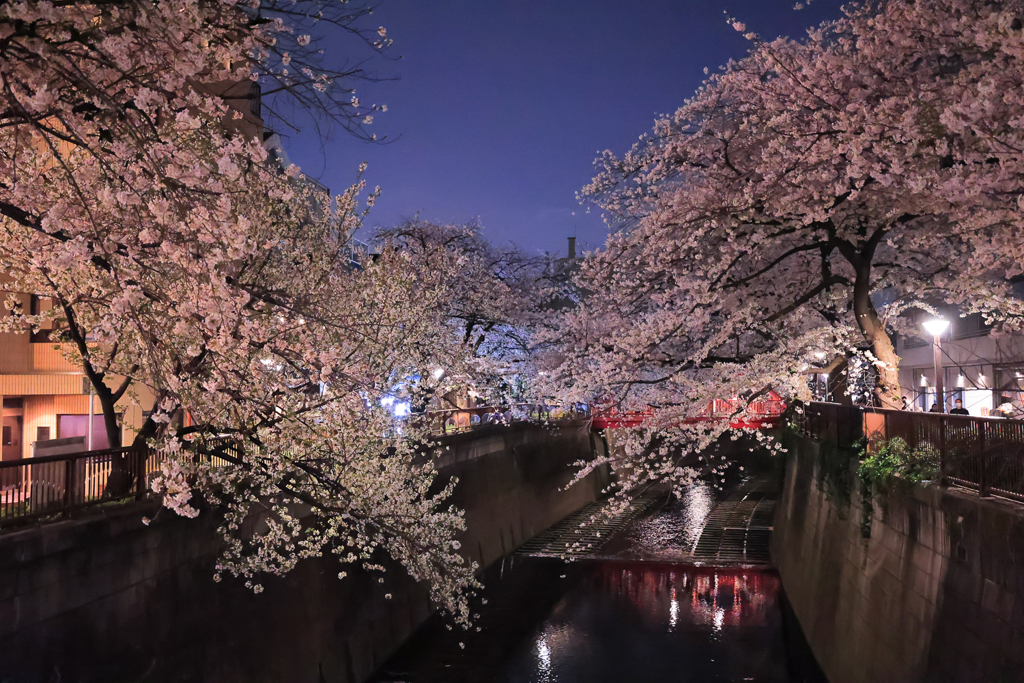 目黒川の桜2