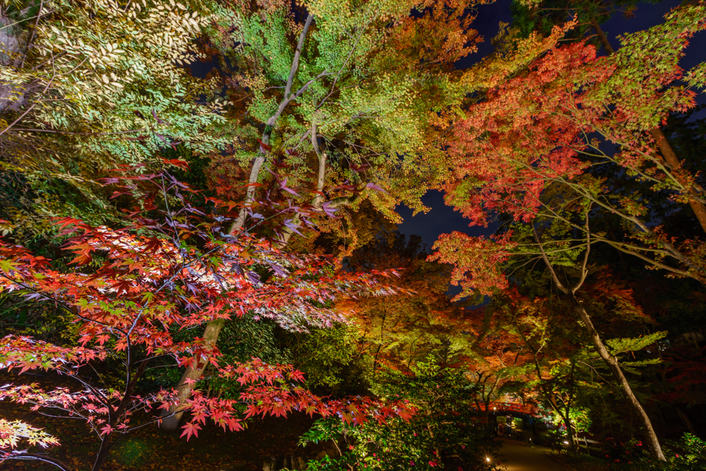 京都紅葉－2019⑤