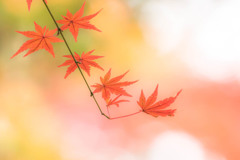 錦秋の平林寺③