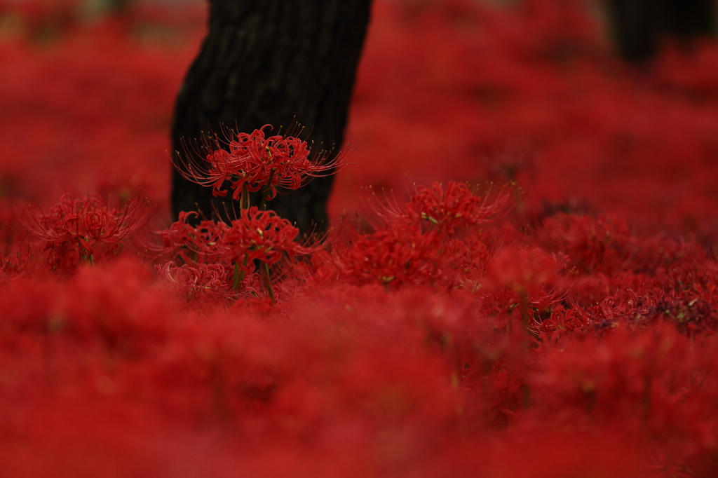 天空の花 曼珠沙華⑪ 「紅の世界」　ギャラリー用