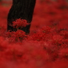天空の花 曼珠沙華⑪ 「紅の世界」　ギャラリー用