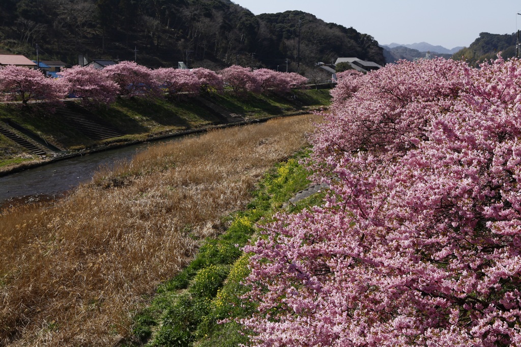 桜三昧6　伊豆河津川沿いの桜4