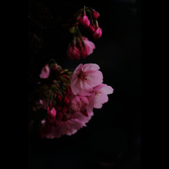 桜三昧14　「陽光桜」