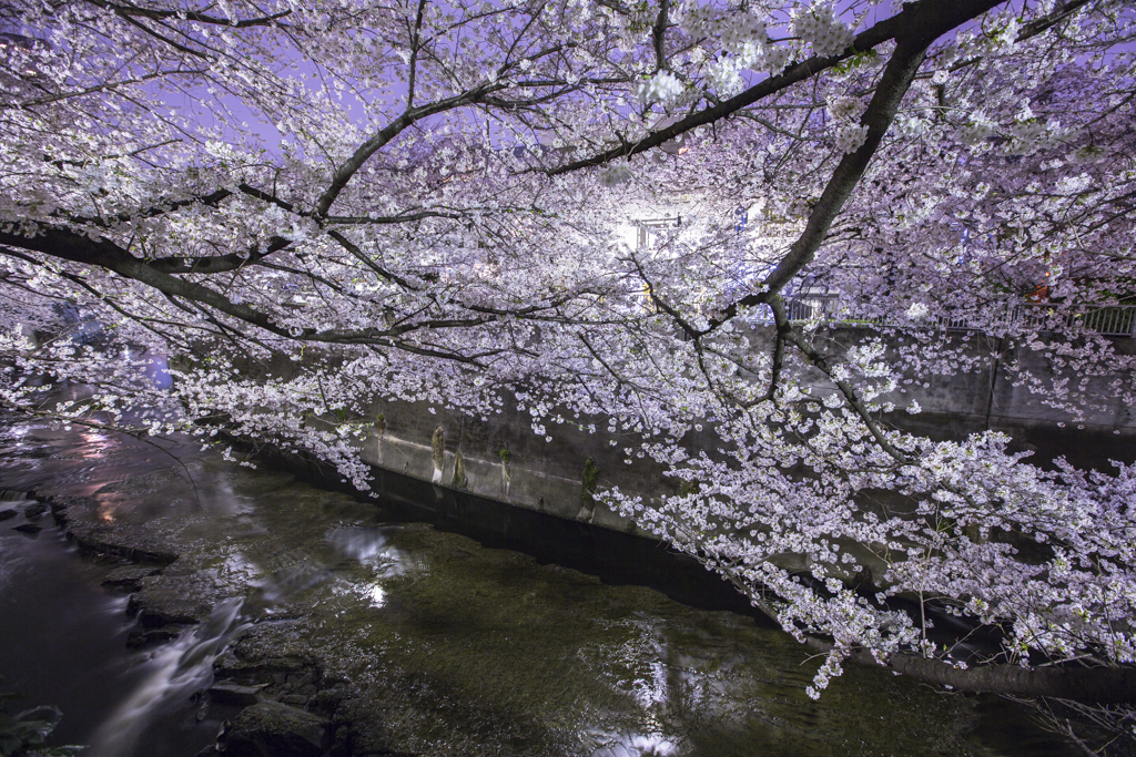 神田川の桜②　庫出し^^