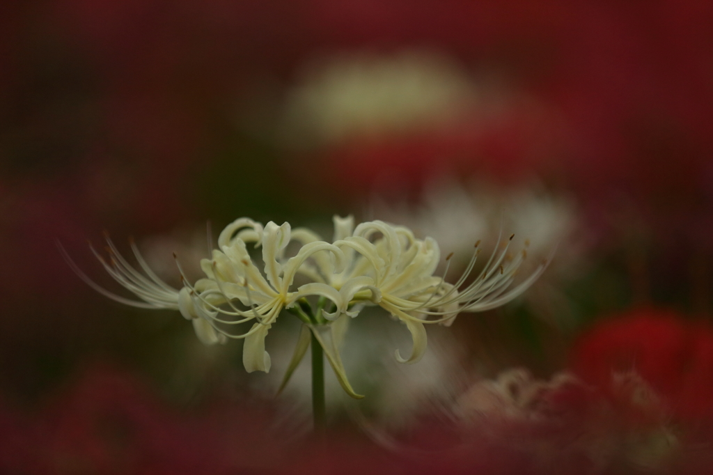 天空の花 曼珠沙華⑥　高嶺の花