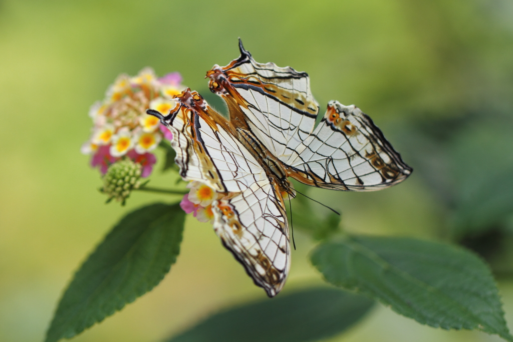 butterfly paradise 8