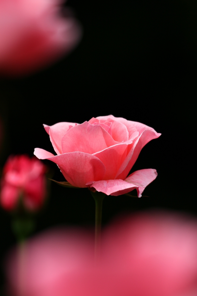 薔薇の園1　片思い(^^♪