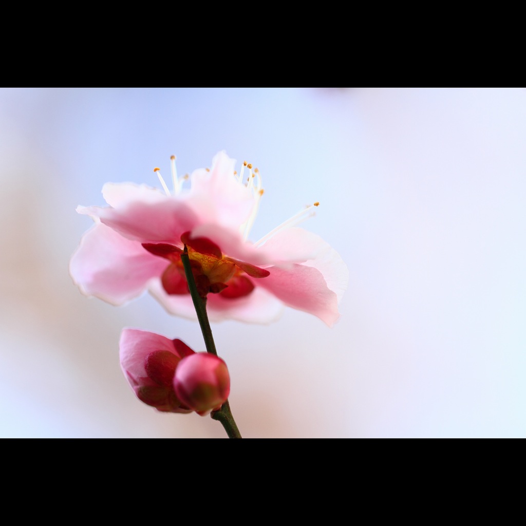 春光