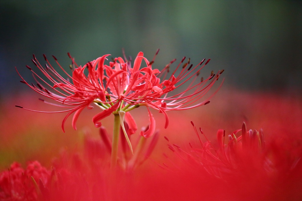 曼珠沙華7　紅に恋して