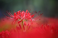 曼珠沙華7　紅に恋して