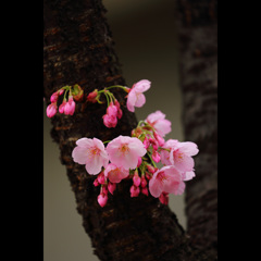 桜三昧36　「陽光桜」3
