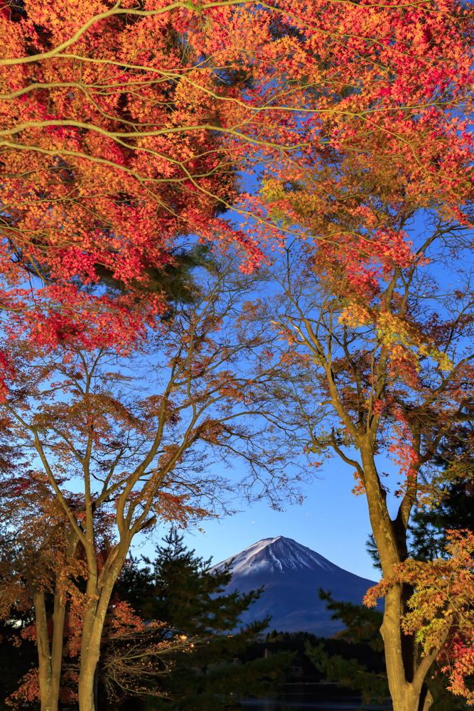 富士紅葉三昧④