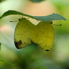 butterfly paradise 23　神秘の儀式 copulation 1