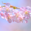 河津桜2020－①